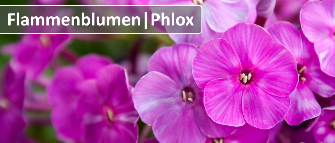 Flammenblumen
