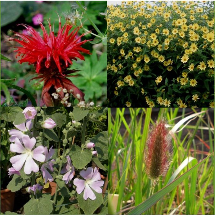 16\u0020St\u00FCck\u0020Stauden\u0020Pflanzen\u0020\u0022\u0020BLUMEN\u0020f\u00FCr\u0020KINDER\u0020\u0022\u0020Mix\u0020\u0028Mix\u0029\u0020