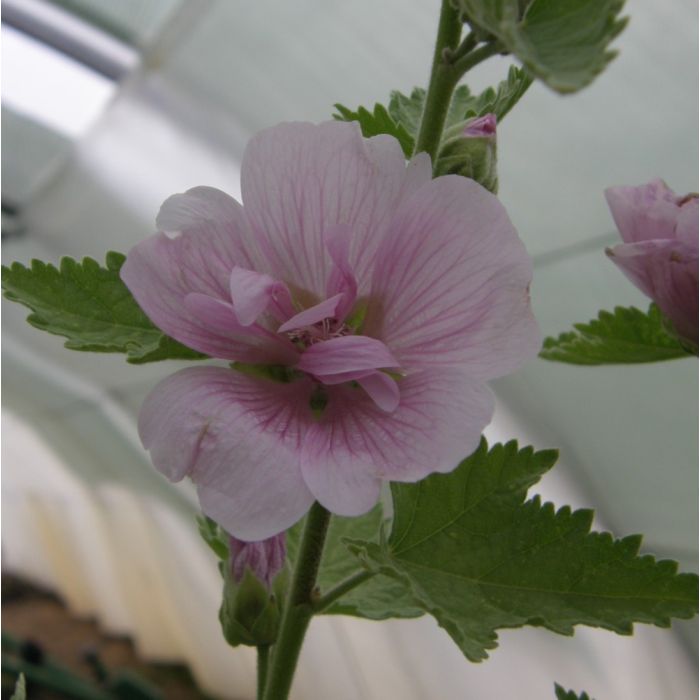 Stockrose\u0020\u002F\u0020Malve\u0020\u0028Alcea\u0020Hybride\u0029\u0020PARKRONDELL\u0020