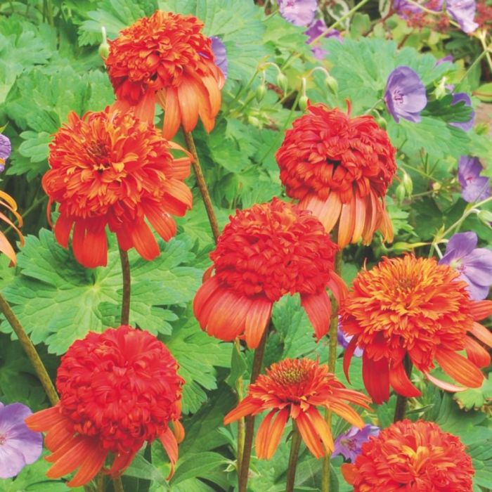 Sonnenhut\u0020\u0028Echinacea\u0020purpurea\u0029\u0020Secret\u0020Lust