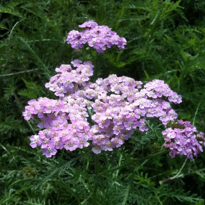 Schafgarbe\u0020\u0020\u0028Achillea\u0029\u0020Tutti\u0020Frutti\u0020WONDERFUL\u0020WAMPEE