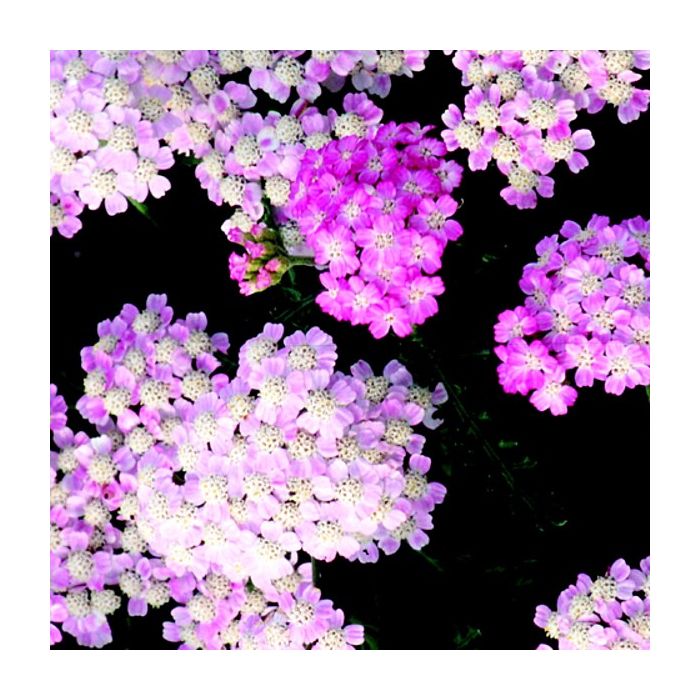 Schafgarbe\u0020\u0020\u0028Achillea\u0029\u0020Tutti\u0020Frutti\u0020WONDERFUL\u0020WAMPEE
