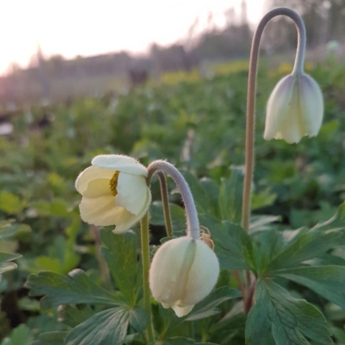 Waldanemone\u0020\u0028Anemone\u0020sylvestris\u0020\u0029\u0020