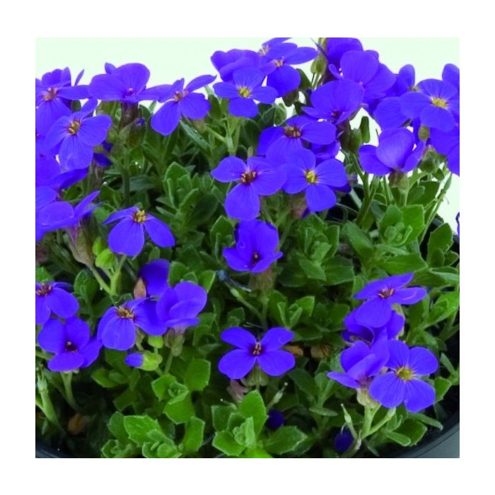 Blaukissen\u0020\u0028Aubrieta\u0020hybrida\u0029\u0020HAMBURGER\u0020STADTPARK