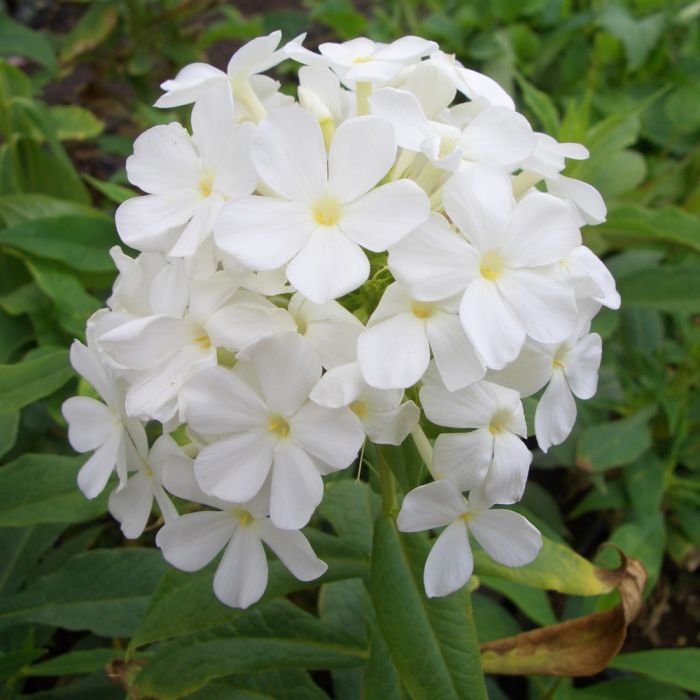 Flammenblume\u0020\u0028Phlox\u0020paniculata\u0029\u0020Rembrandt