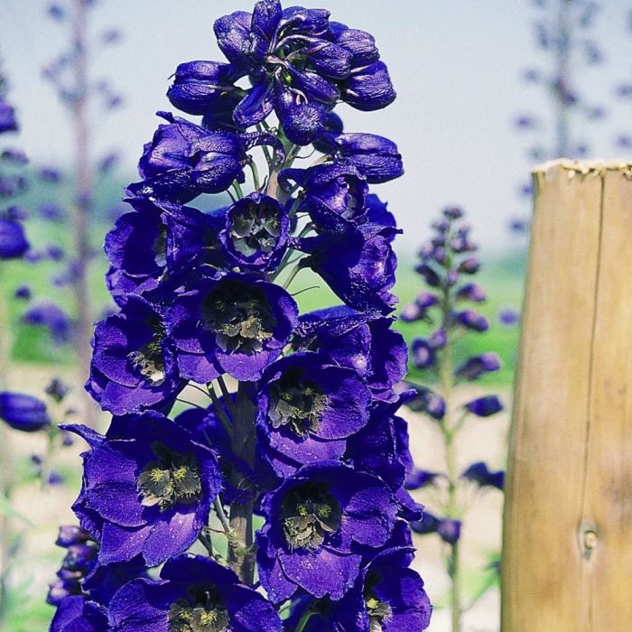 Rittersporn\u0020\u0028Delphinium\u0020Pacific\u0020Giants\u00A0\u0029\u0020BLACK\u0020KNIGHT