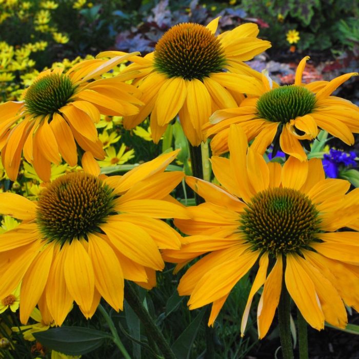 Sonnenhut\u0020\u0028Echinacea\u0020purpurea\u0029\u0020ALOHA