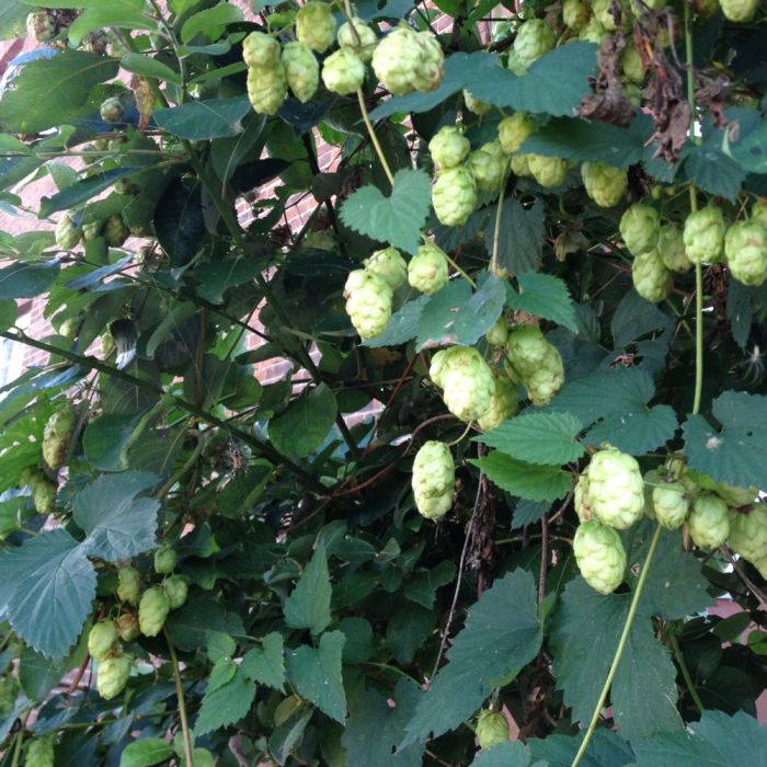 Wilder\u0020Hopfen\u0020\u0028Humulus\u0020lupulus\u0029\u0020
