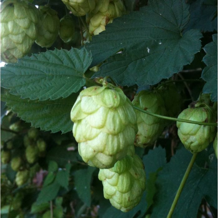 Wilder\u0020Hopfen\u0020\u0028Humulus\u0020lupulus\u0029\u0020