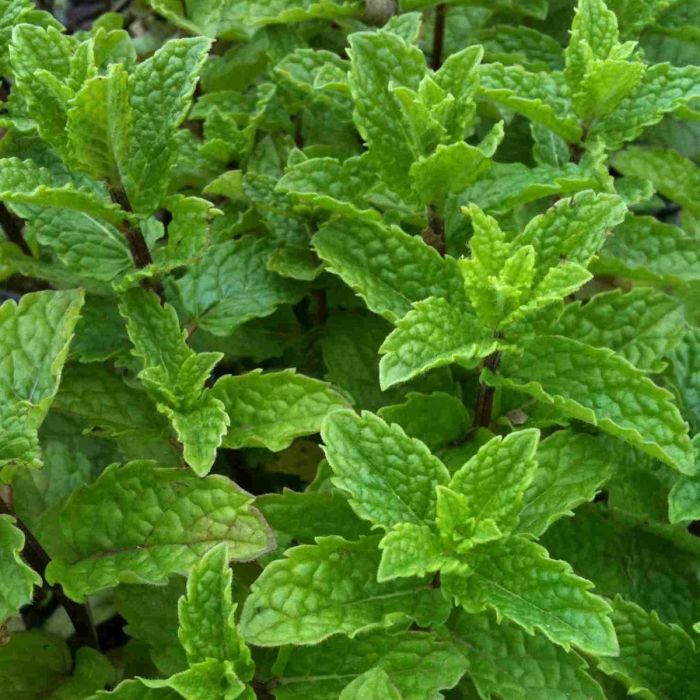 Marokkanische\u0020Minze\u00A0\u0020\u0028Mentha\u0020spicata\u0020var.\u0020spicata\u0029\u0020