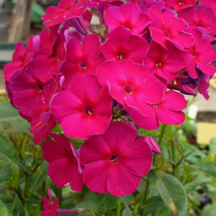 Flammenblume\u0020\u0028Phlox\u0020paniculata\u0029\u0020KIRCHENF\u00DCRST\u00A0