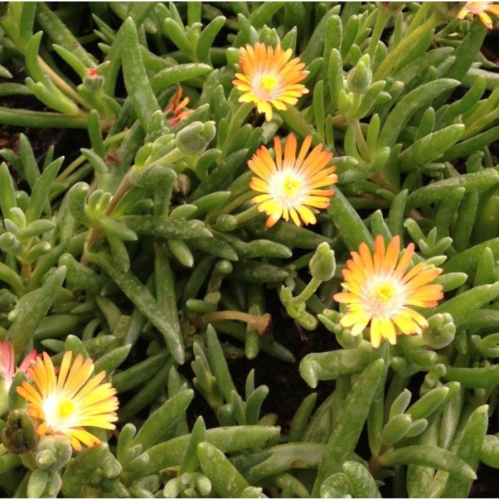 Mittagsbl\u00FCmchen\u0020\u0028Delosperma\u00A0\u0029\u0020Jewel\u0020of\u0020Desert\u0020Topaz