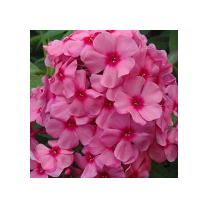 Flammenblume\u0020\u0028Phlox\u0020paniculata\u0029\u0020FLAMINGO\u00A0