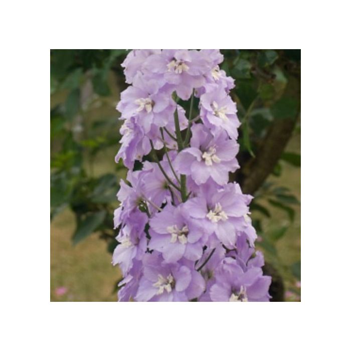 Rittersporn\u0020\u0028Delphinium\u0020Pacific\u0020Giants\u0020\u0029\u0020ASTOLAT