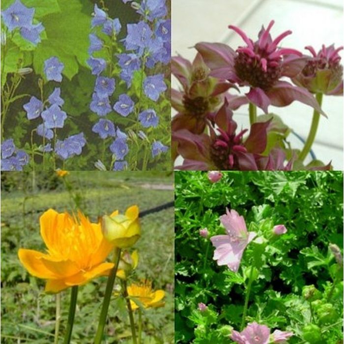 16\u0020St\u00FCck\u0020Hohe\u0020Beetstauden\u0020Pflanzen\u0020Bunte\u0020Mischung\u0020\u0028Mix\u0029\u0020