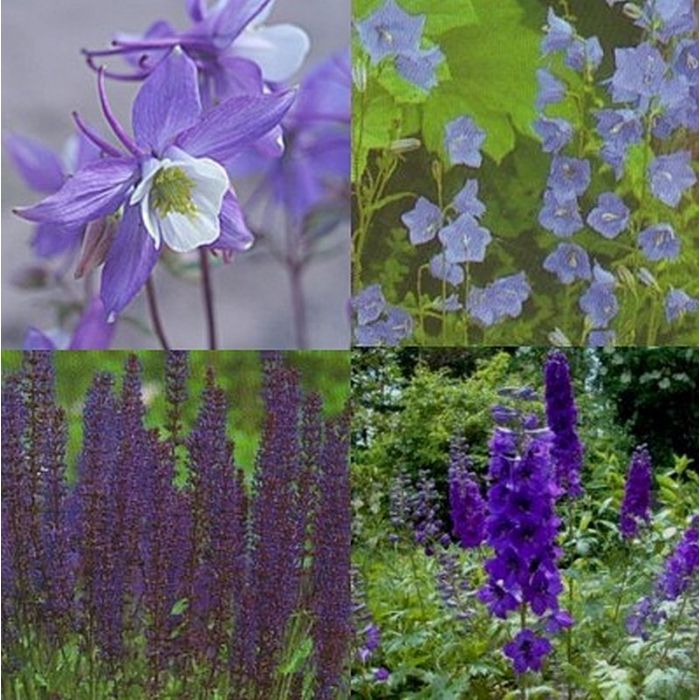 14\u0020St\u00FCck\u0020Stauden\u0020\u0028Pflanzen\u0020f\u00FCr\u0020ein\u0029\u0020blaues\u0020Beet