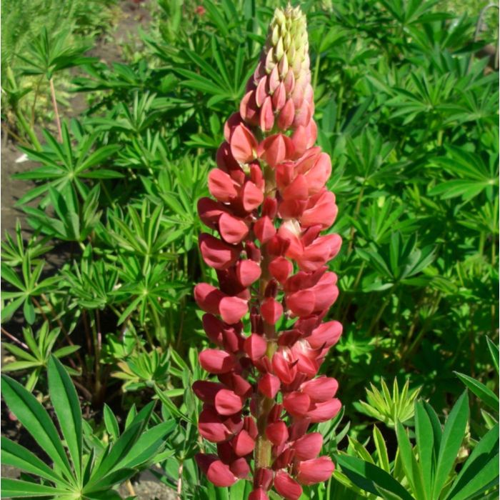 Hohe\u0020Vielbl\u00E4ttrige\u0020Lupine\u0020\u0028Lupinus\u0020polyphyllus\u0029\u0020MY\u0020CASTLE
