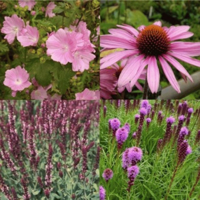 14\u0020St\u00FCck\u0020Stauden\u0020\u0028Pflanzen\u0020f\u00FCr\u0020ein\u0029\u0020rosa\u0020Beet