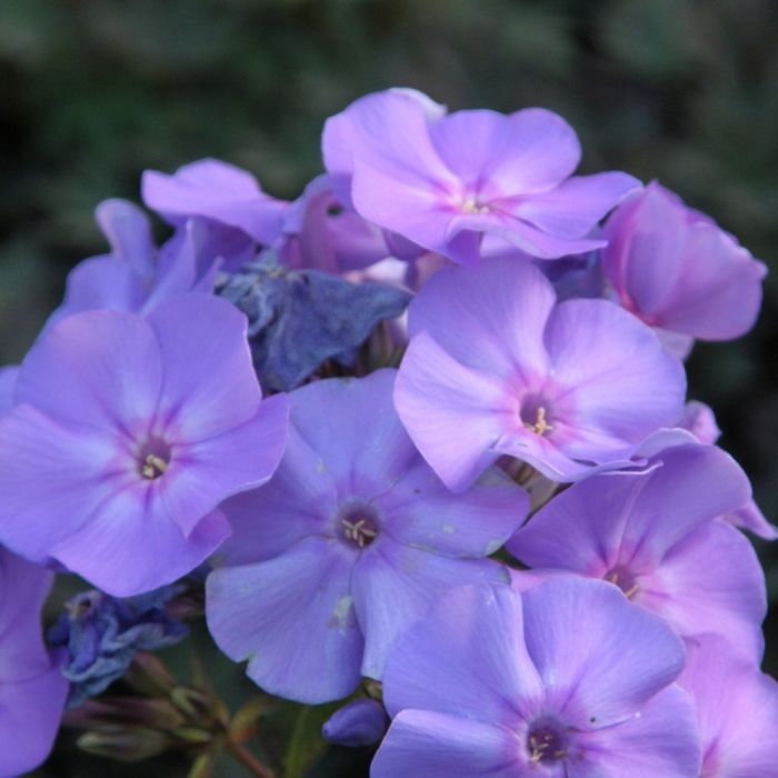Flammenblume\u0020\u0028Phlox\u0020paniculata\u0029\u0020BLUE\u0020BOY