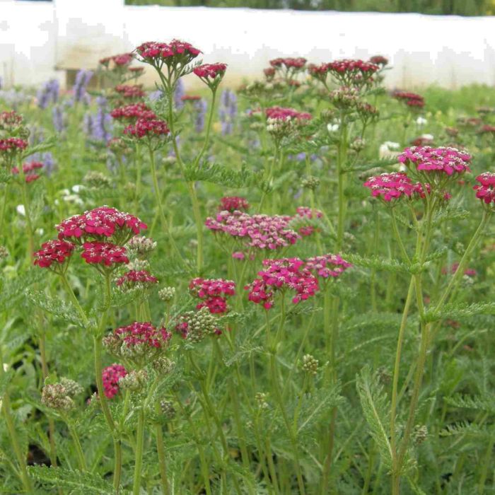 Schafgarbe\u0020\u0020\u0028Achillea\u0020millefolium\u0029\u0020Kirschk\u00F6nigin\u00A0\u002F\u0020Cerise\u0020Queen