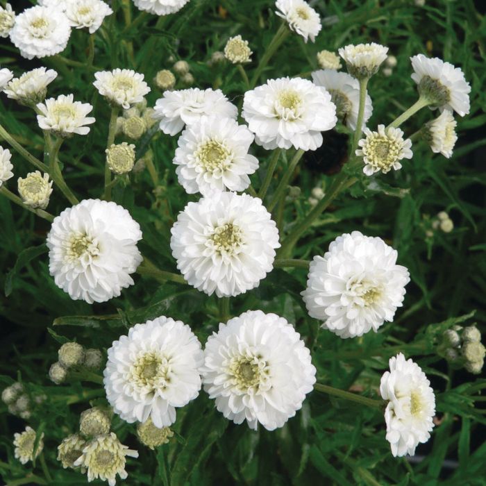 Bertramsgarbe\u0020\u0028Achillea\u0020ptarmica\u0020\u0020\u0029\u0020The\u0020Pearl