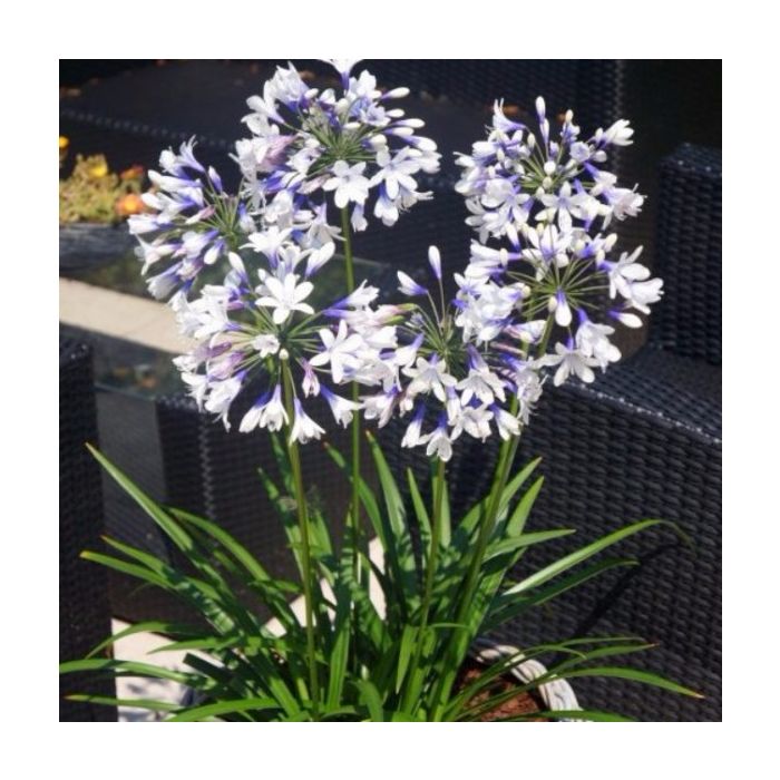 Schmuck\u002DLilie\u0020\u0028Agapanthus\u0020africanus\u0029\u0020Twister