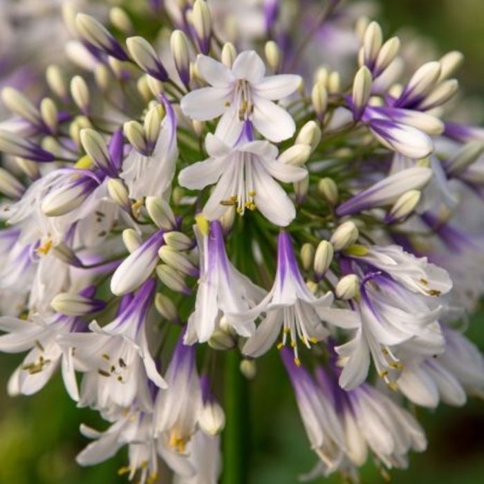 Schmucklilie\u0020\u0028Agapanthus\u0029\u0020Fireworks