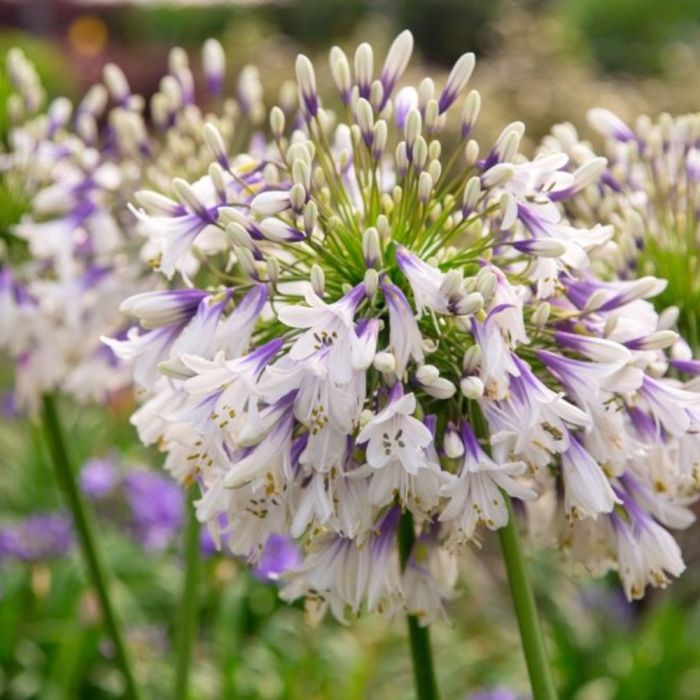 Schmucklilie\u0020\u0028Agapanthus\u0029\u0020Fireworks