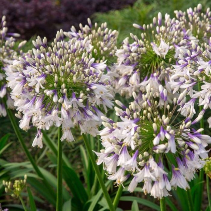 Schmucklilie\u0020\u0028Agapanthus\u0029\u0020Fireworks