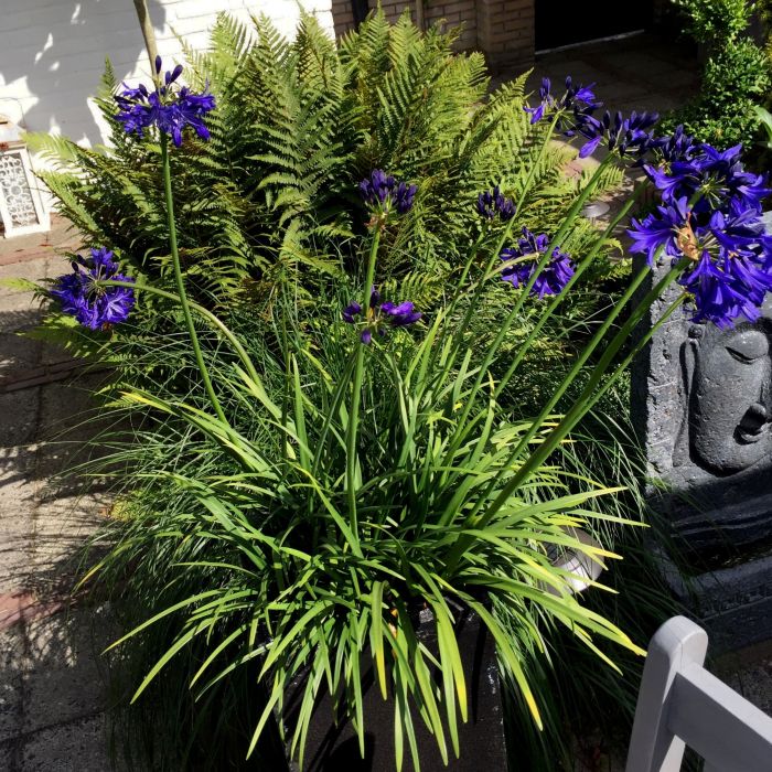 Schmuck\u002DLilie\u0020\u0028Agapanthus\u0029\u0020Northern\u0020Star