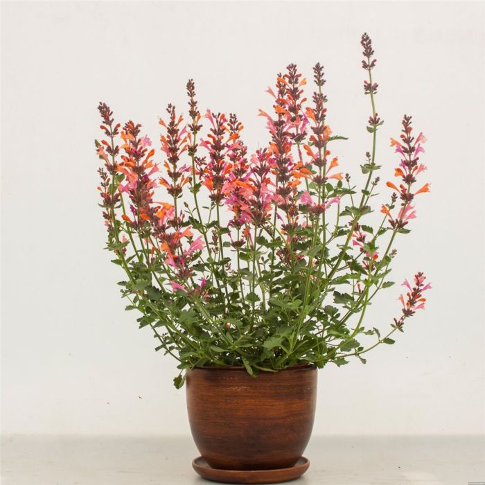 Duftnessel\u0020\u0028Agastache\u0029\u0020Kudos\u0020Ambrosia