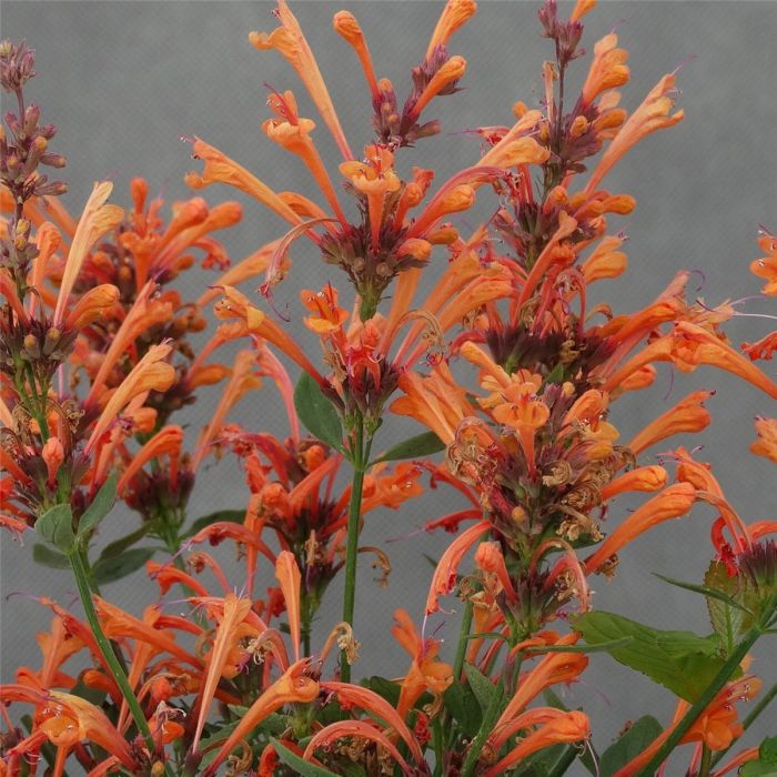 Duftnessel\u0020\u0028Agastache\u0029\u0020Kudos\u0020Ambrosia