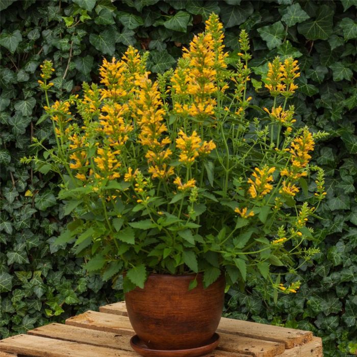 Duftnessel\u0020\u0028Agastache\u0029\u0020Kudos\u0020Yellow