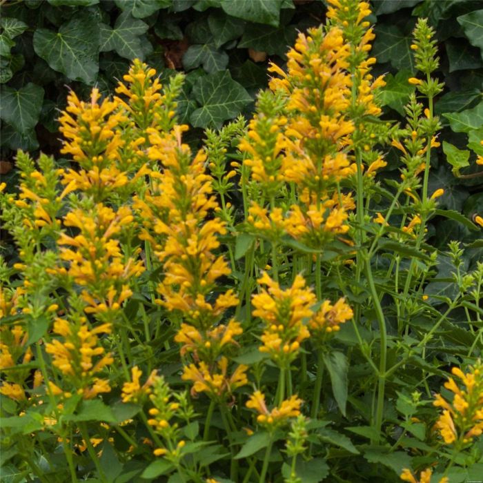 Duftnessel\u0020\u0028Agastache\u0029\u0020Kudos\u0020Yellow