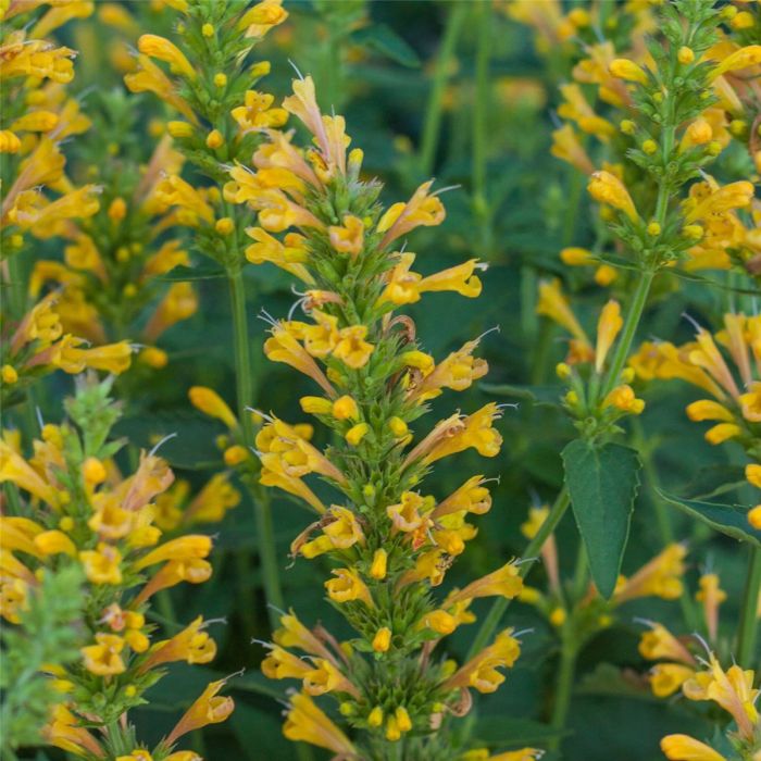 Duftnessel\u0020\u0028Agastache\u0029\u0020Kudos\u0020Yellow