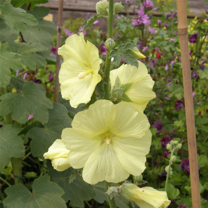 Russische\u0020Stockrose\u0020\u0028Alcea\u0020rugosa\u0029\u0020