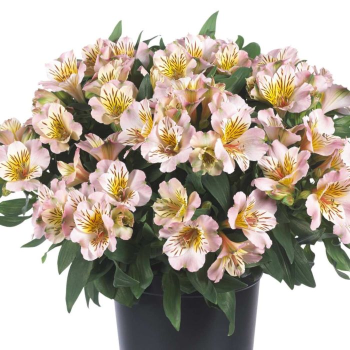Inkalilie\u0020\u0028Alstroemeria\u0020hybrid\u0029\u0020Colorita\u00AE\u0020Eliane\u0020LIGHT\u0020PINK