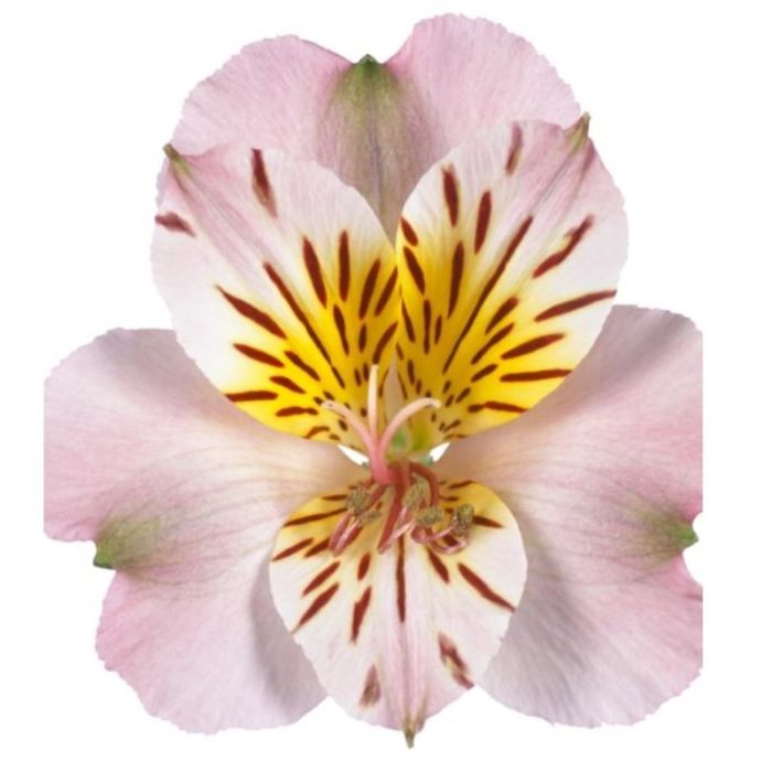 Inkalilie\u0020\u0028Alstroemeria\u0020hybrid\u0029\u0020Colorita\u00AE\u0020Eliane\u0020LIGHT\u0020PINK