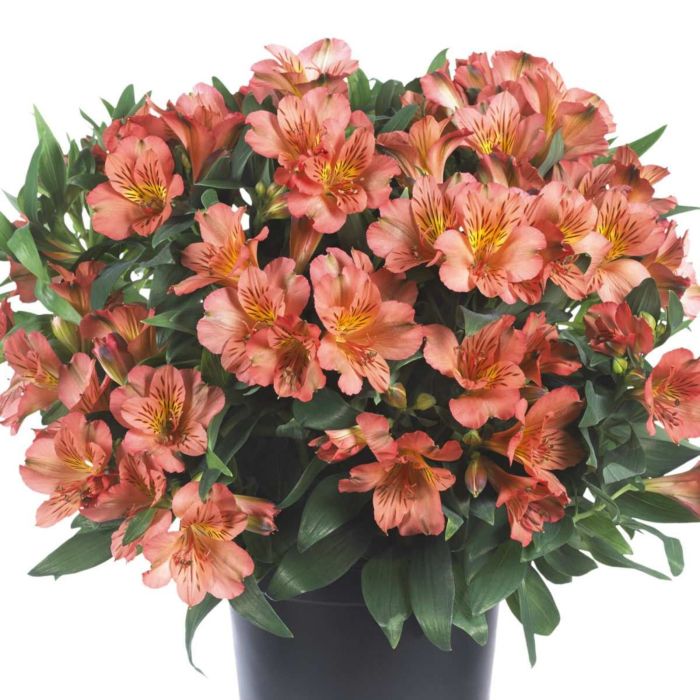 Inkalilie\u0020\u0028Alstroemeria\u0020hybrid\u0029\u0020Colorita\u00AE\u0020Eliane\u0020ORANGE