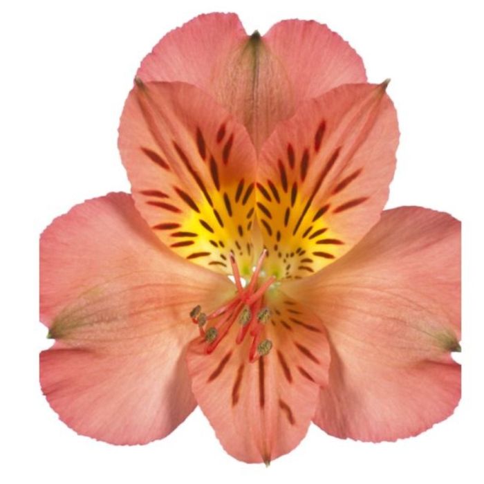 Inkalilie\u0020\u0028Alstroemeria\u0020hybrid\u0029\u0020Colorita\u00AE\u0020Eliane\u0020ORANGE