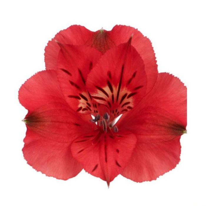 Panaschierte\u0020Inkalilie\u0020\u0028Alstroemeria\u0020hybrid\u0029\u0020Colorita\u00AE\u0020Katiana