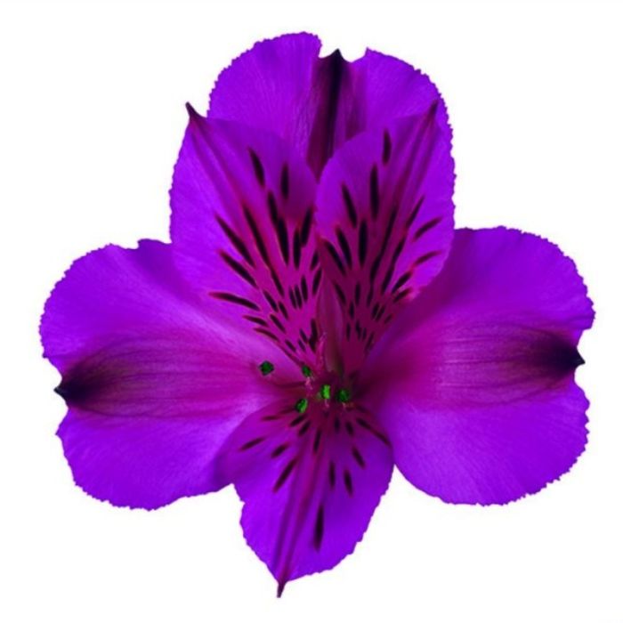 Inkalilie\u0020\u0028Alstroemeria\u0020hybrid\u0029\u0020Colorita\u00AE\u0020Tamara