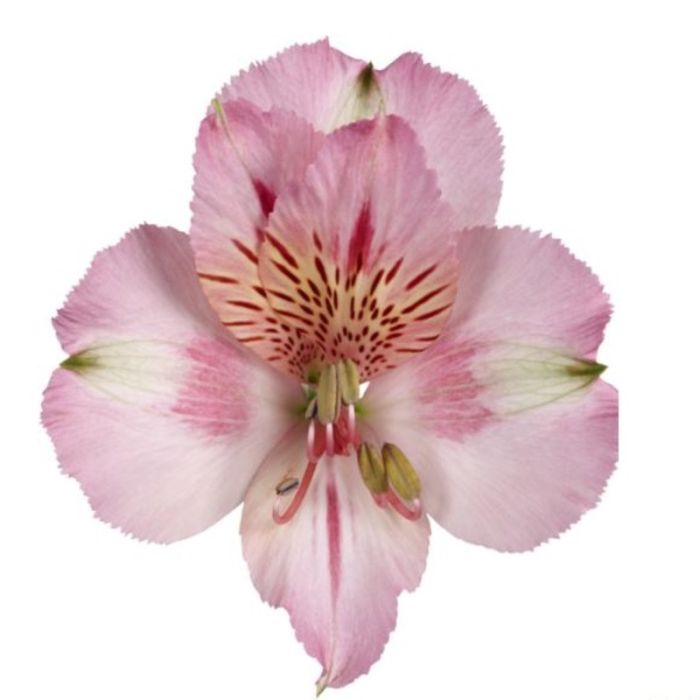 Inkalilie\u0020\u0028Alstroemeria\u0020hybrid\u0029\u0020Colorita\u00AE\u0020Theresa