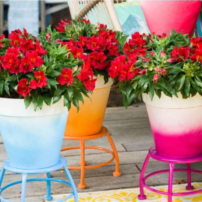 5\u0020Stk.\u0020Niedriger\u0020Inkalilie\u0020\u002D\u0020Mix\u0020\u0028Alstroemeria\u0029\u0020