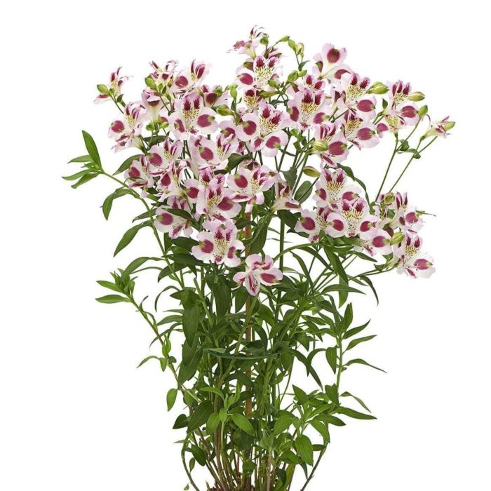 Hohe\u0020Inkalilie\u0020\u0028Alstroemeria\u0020hybrid\u0029\u0020Colorita\u00AE\u0020Garden\u0020Jewels\u0020Lilac\u0020Blush