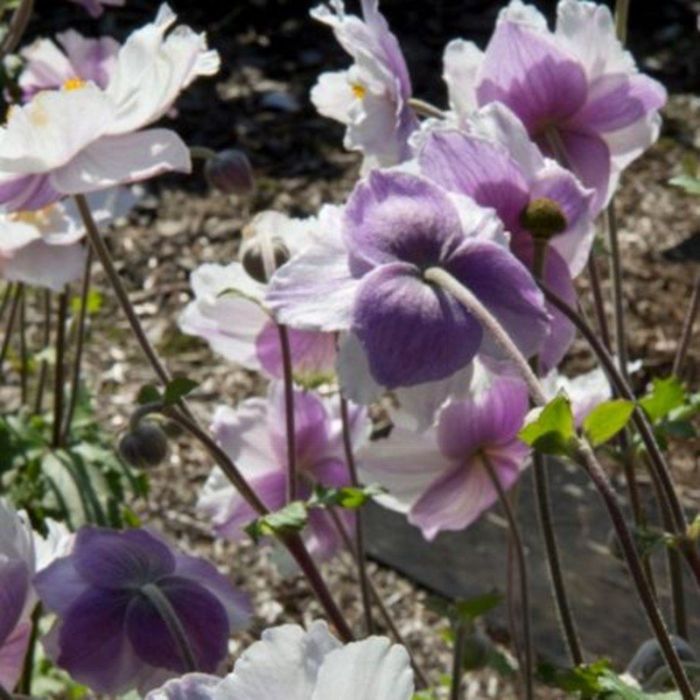 Herbstanemone\u0020\u0028Anemone\u0029\u0020Dreaming\u0020Swan
