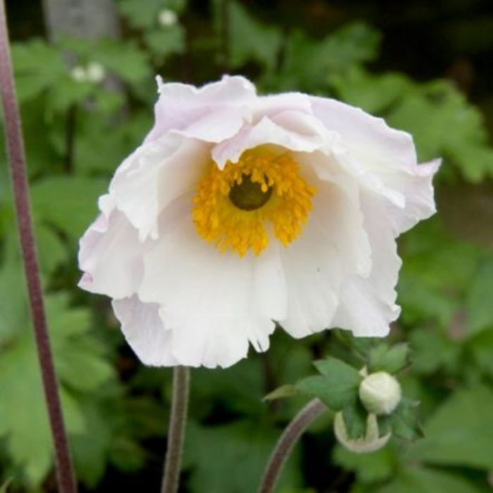 Herbstanemone\u0020\u0028Anemone\u0029\u0020Dreaming\u0020Swan