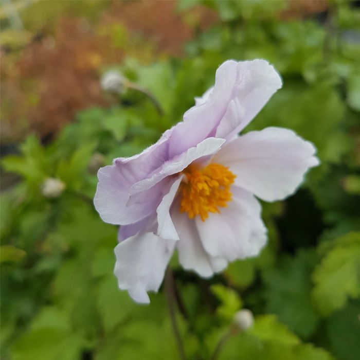 Herbstanemone\u0020\u0028Anemone\u0029\u0020Wild\u0020Swan
