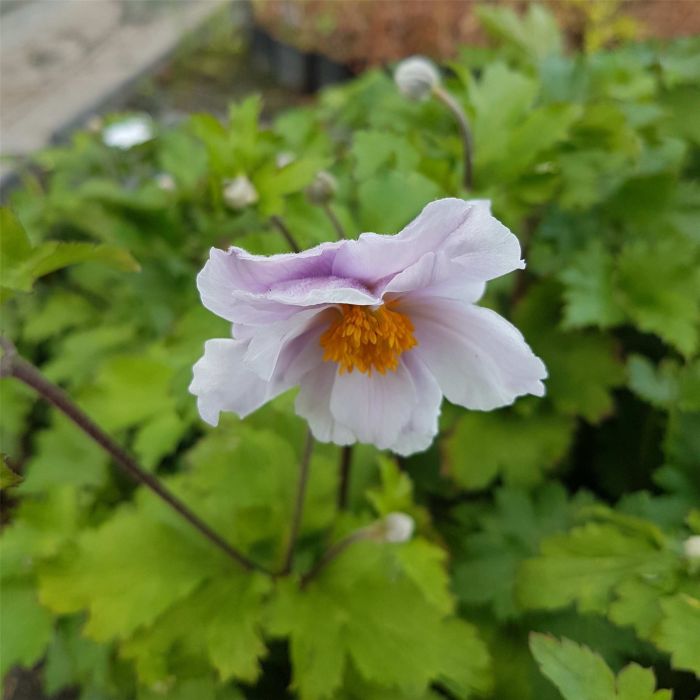 Herbstanemone\u0020\u0028Anemone\u0029\u0020Wild\u0020Swan