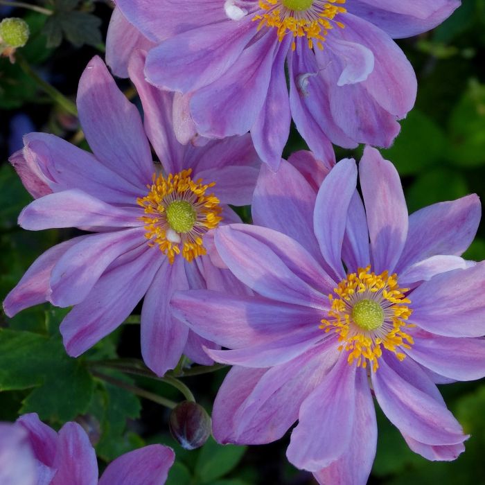 Herbst\u0020Anemone\u0020\u0028Anemone_hupehensis\u0029\u0020Pretty\u002DLady\u002DEmily